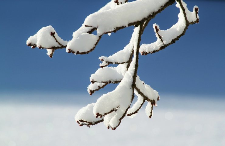 Ramo innevato