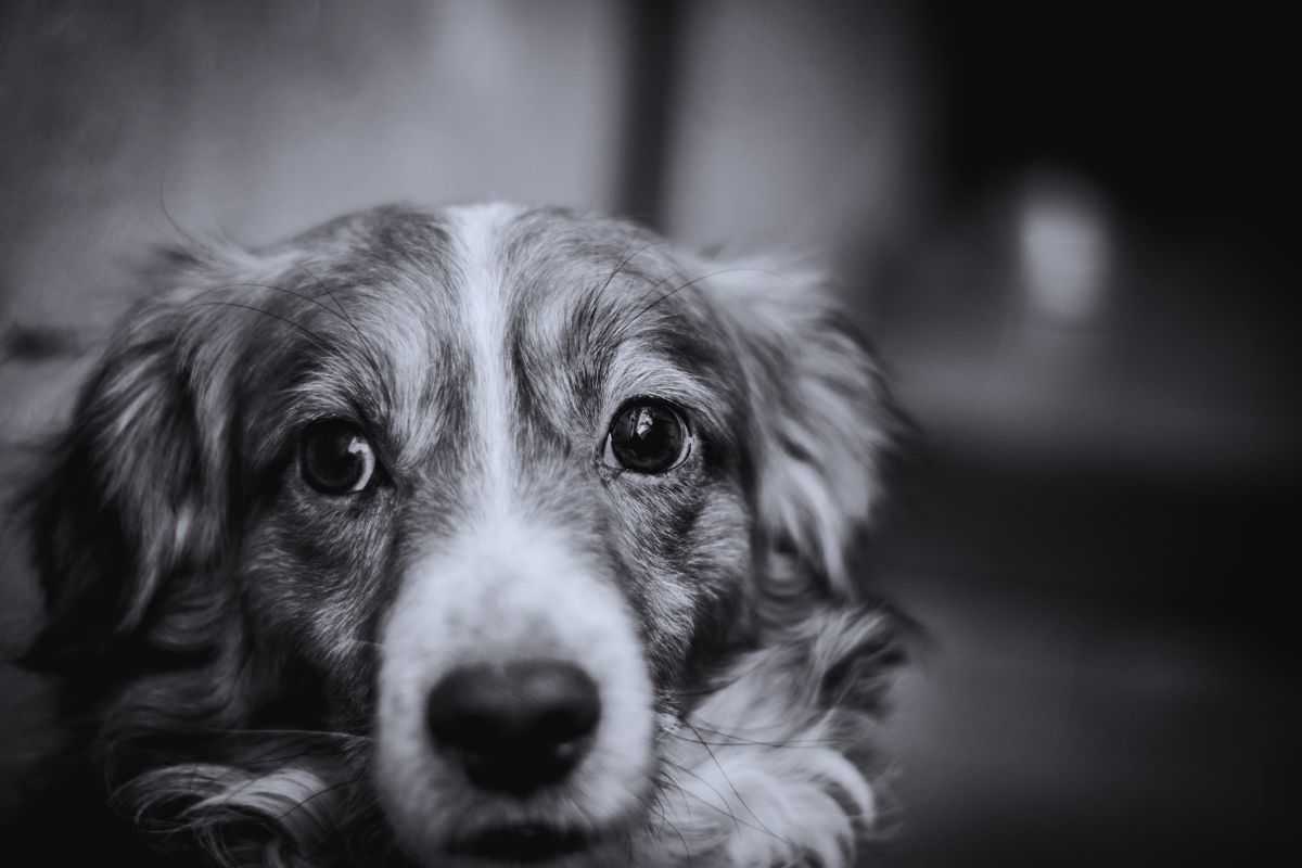 cane in primo piano