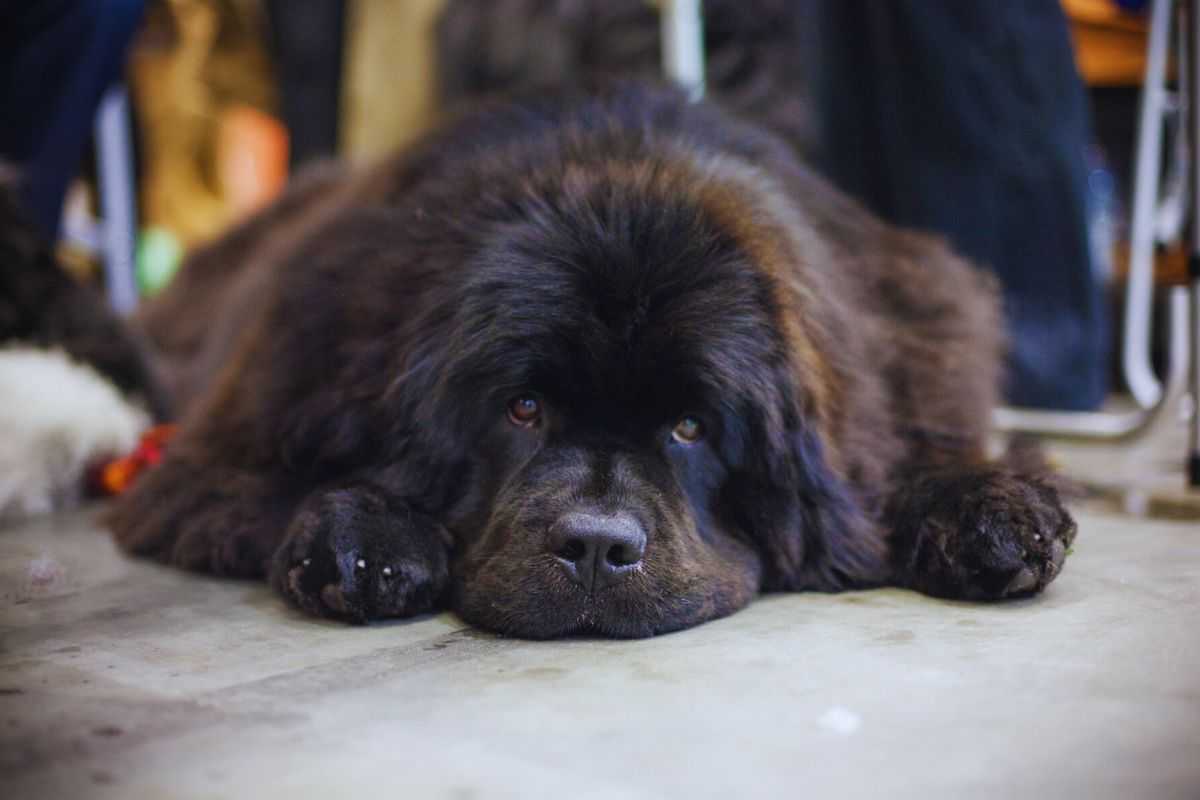 cane sdraiato