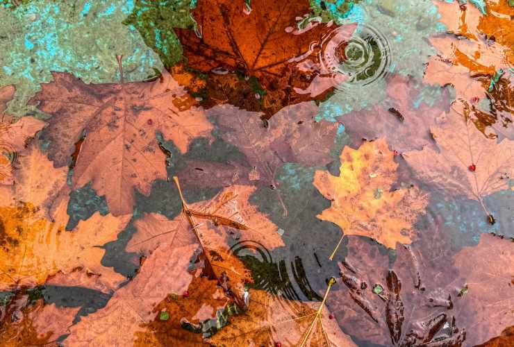 foglie autunnali in pozzangera