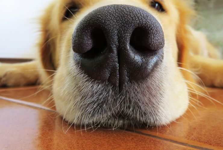 cane poggiato a terra e muso in evidenza